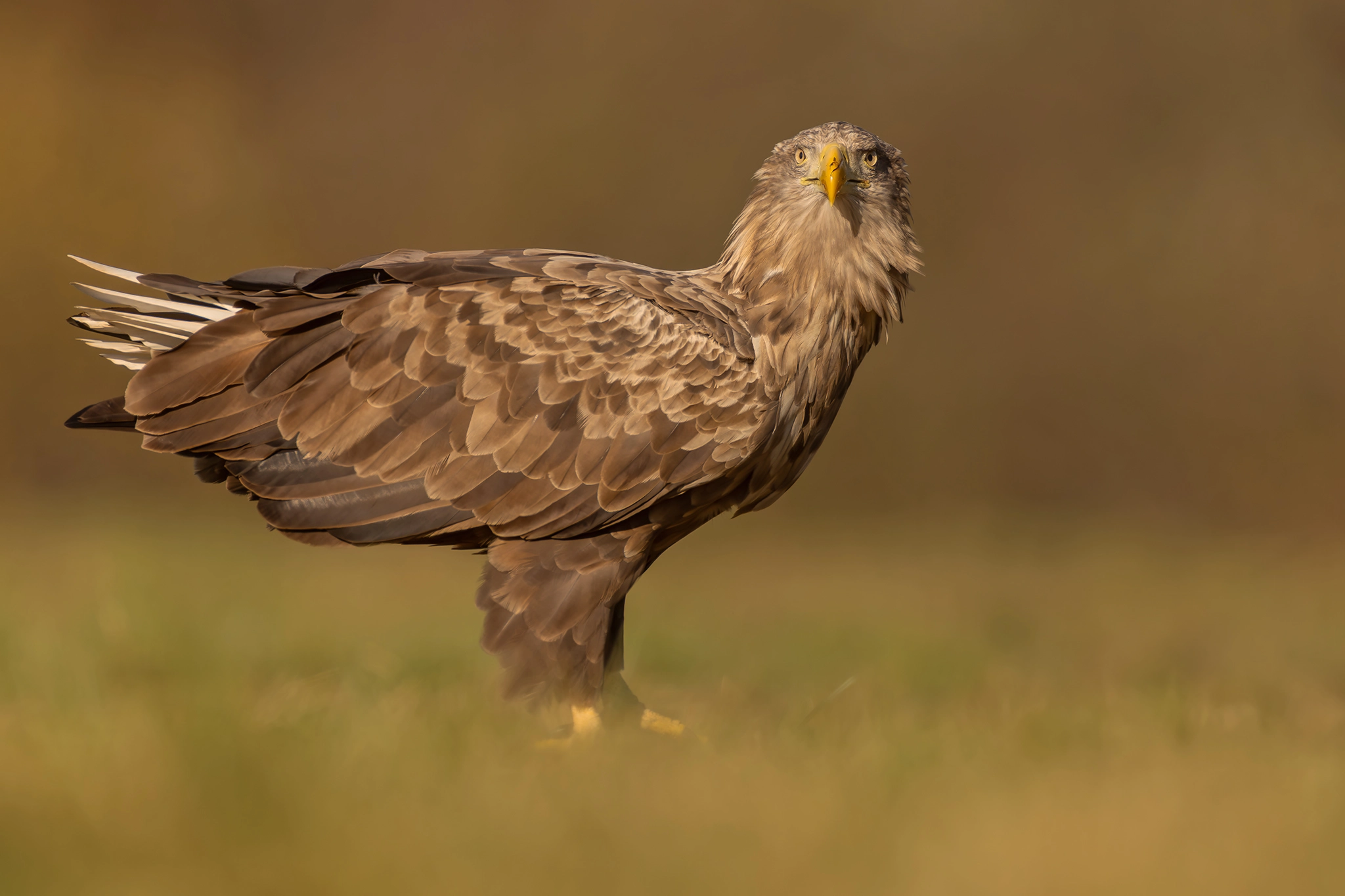 White-tailed Eagle Expedition gallery image 10